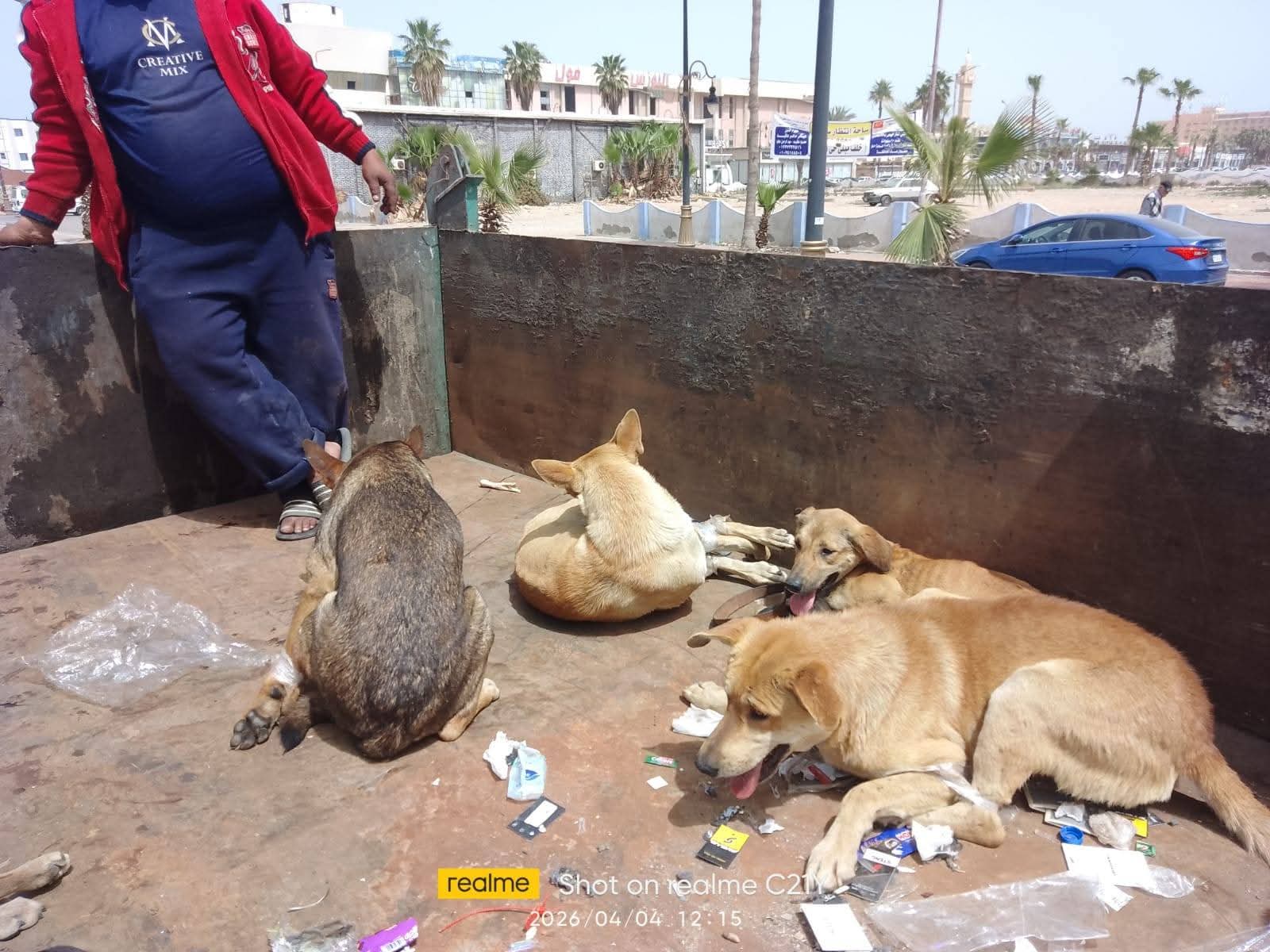 محافظة بورسعيد يوجه بضرورة البدأ في جمع الكلاب الضالة من كافة الأحياء وبورفؤاد لتسليمها للشيلتر الجديد