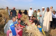 محافظ المنيا يجهز 42 موقعًا لاستقبال القمح استعدادًا لموسم 2026