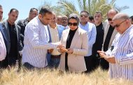 محافظ الوادي الجديد تدعم التوسع في زراعة القمح عالي الإنتاجية بعد نجاح تجربة الإكثار بالداخلة