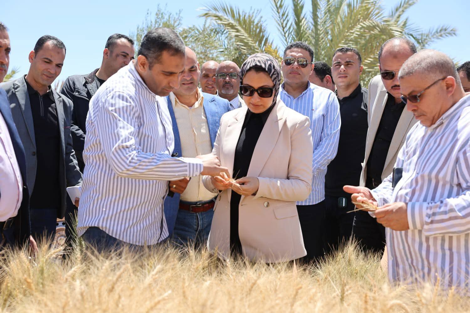 محافظ الوادي الجديد تدعم التوسع في زراعة القمح عالي الإنتاجية بعد نجاح تجربة الإكثار بالداخلة