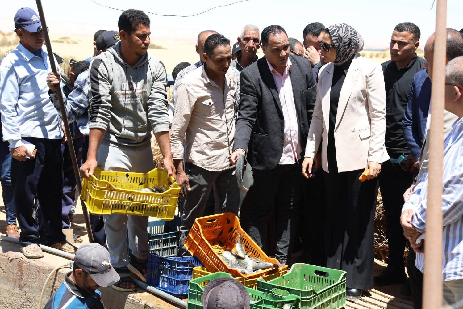 محافظ الوادي الجديد تتابع حصاد الاستزراع السمكي وتفقد الصوب الزراعية بالداخلة