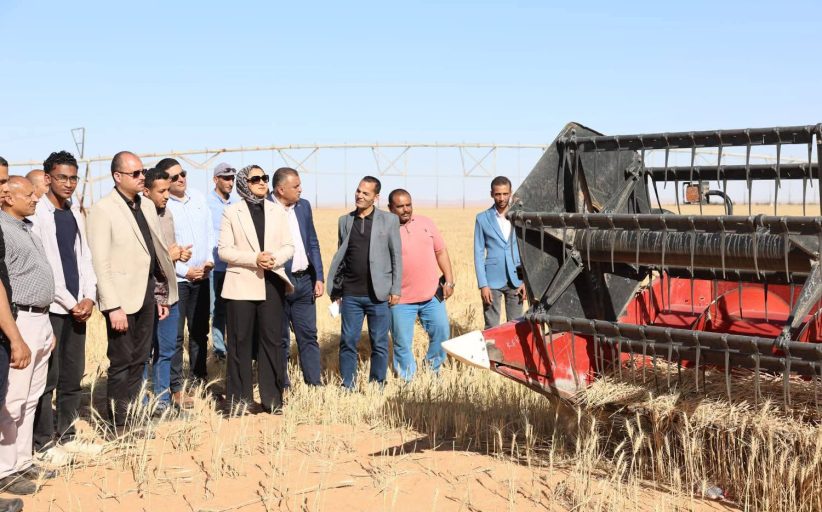 محافظ الوادي الجديد تتابع حصاد القمح بالداخلة وتؤكد دعم التوسع الزراعي والصناعات المرتبطة