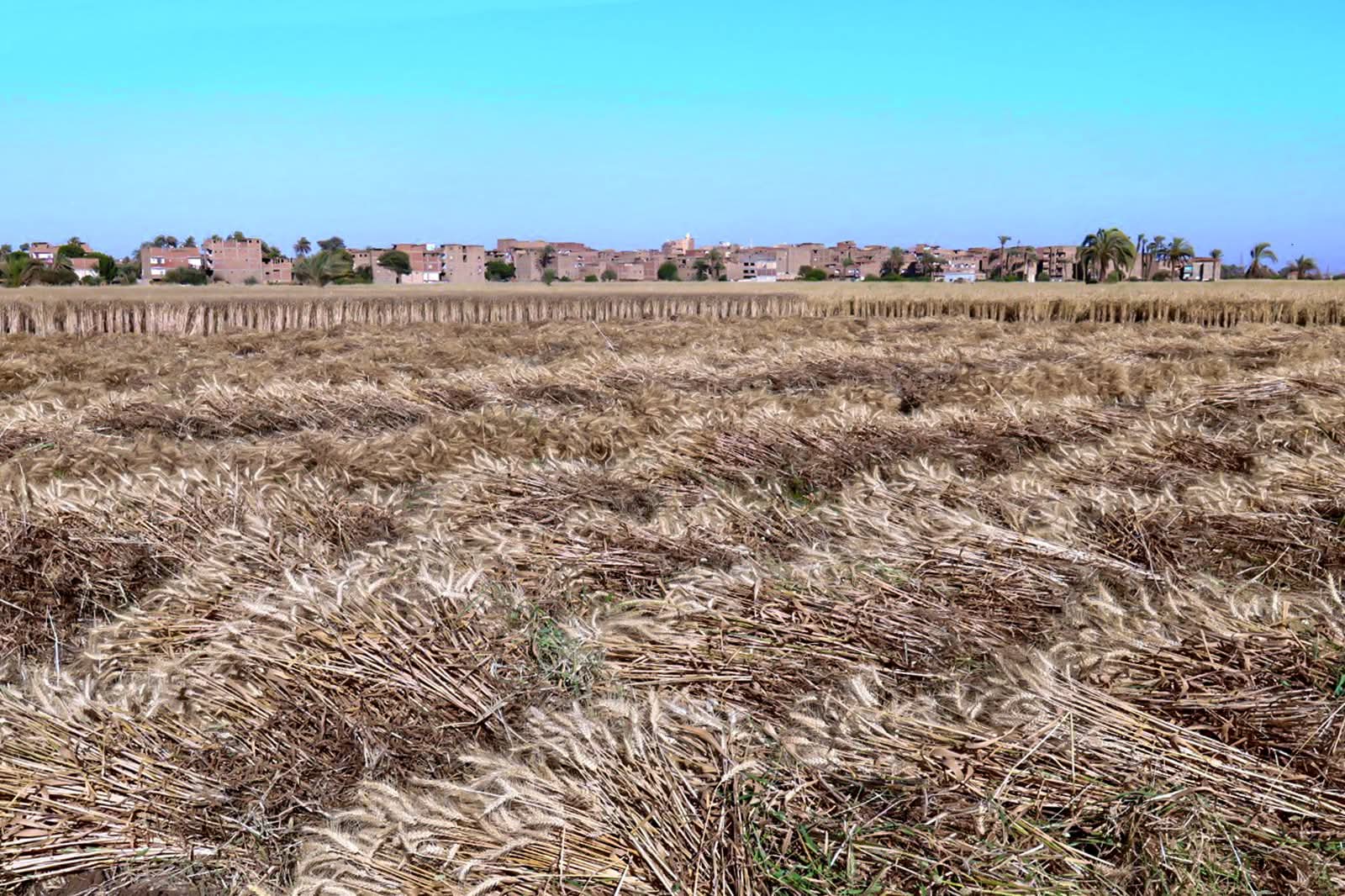 محافظ سوهاج يتابع استعدادات موسم توريد القمح 2026 وتجهيز 15 موقعًا تخزينيًا و11 لجنة فرز