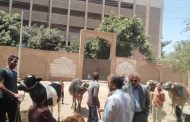 قوافل بيطرية مجانية بسوهاج تعالج 3150 حالة خلال 5 أيام
