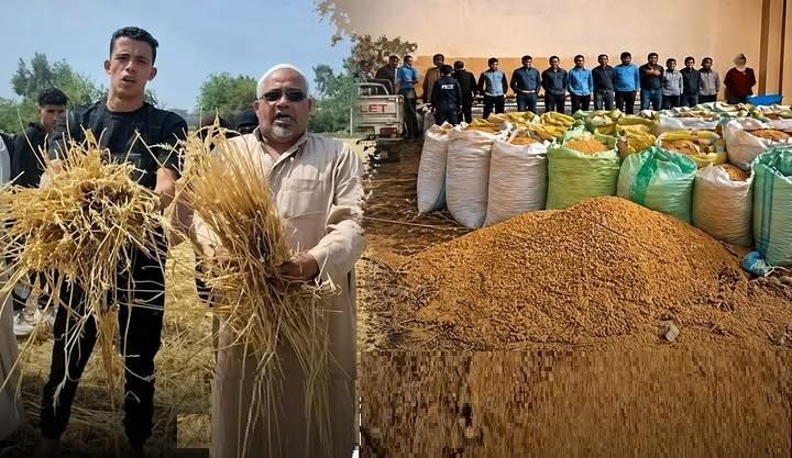 الجديد يكسر التقليد.. سقوط شبكة سرقة القمح  بالزنكلون واستعادة المسروقات