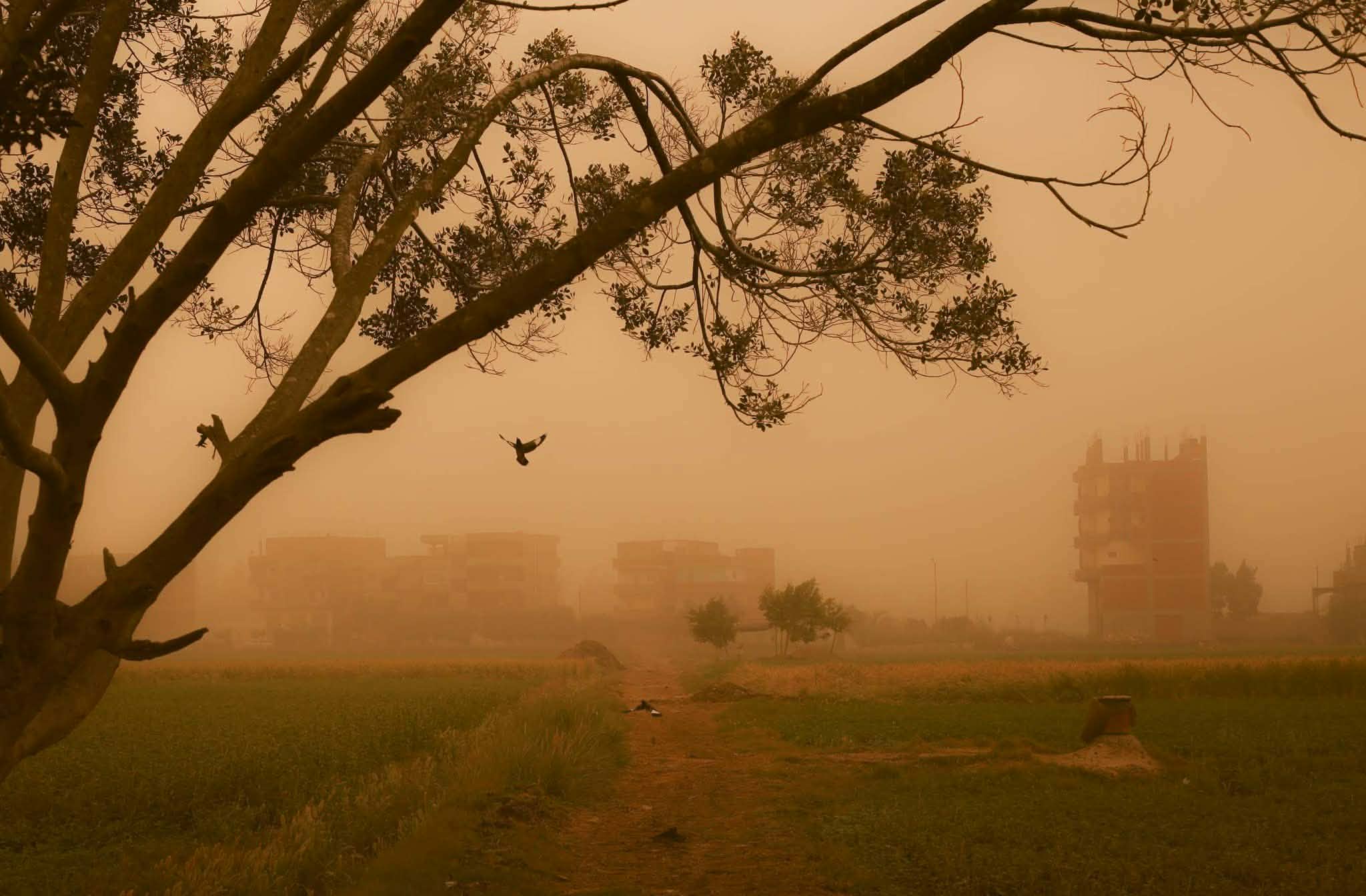 عاصفة ترابية تضرب قرى الشرقية وتُعطل الحياة اليومية وتُخفض الرؤية