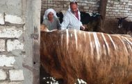 ضمن الحملة القومية للتحصين.. تحصين أكثر من 37 ألف رأس ماشية ضد الحمى القلاعية والوادي المتصدع بالمنيا