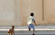 أزمة الكلاب الضالة في مصر.. بين تهديد متصاعد ومطالب بحلول جذرية لحماية المواطنين