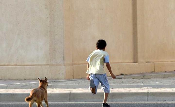 أزمة الكلاب الضالة في مصر.. بين تهديد متصاعد ومطالب بحلول جذرية لحماية المواطنين
