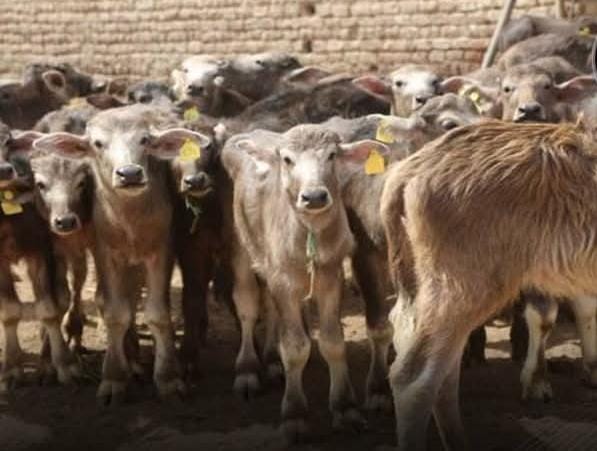 الزراعة: المشروع القومي للبتلو يعزز الأمن الغذائي واستقرار أسعار اللحوم
