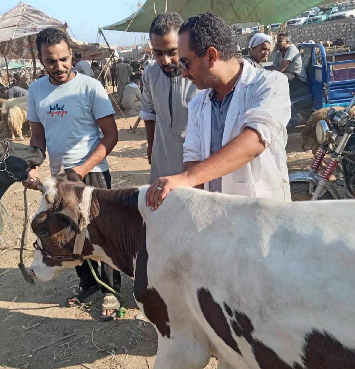 الجيزة تطلق الحملة القومية الثانية لتحصين الثروة الحيوانية ضد الحمى القلاعية وحمى الوادي المتصدع