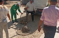استجابة لشكاوى الأهالي.. حملات مكثفة للتعامل مع الكلاب الضالة بميت غمر
