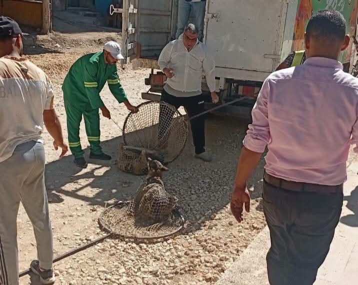 استجابة لشكاوى الأهالي.. حملات مكثفة للتعامل مع الكلاب الضالة بميت غمر