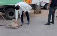 استجابة لشكاوى المواطنين.. محافظ الدقهلية يوجه بتكثيف حملات التعامل مع الكلاب الضالة ببني عبيد