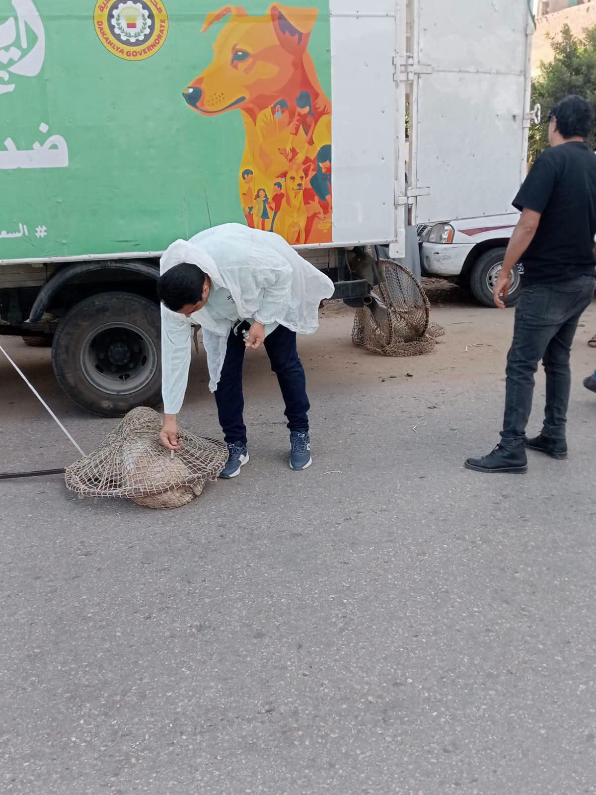 استجابة لشكاوى المواطنين.. محافظ الدقهلية يوجه بتكثيف حملات التعامل مع الكلاب الضالة ببني عبيد