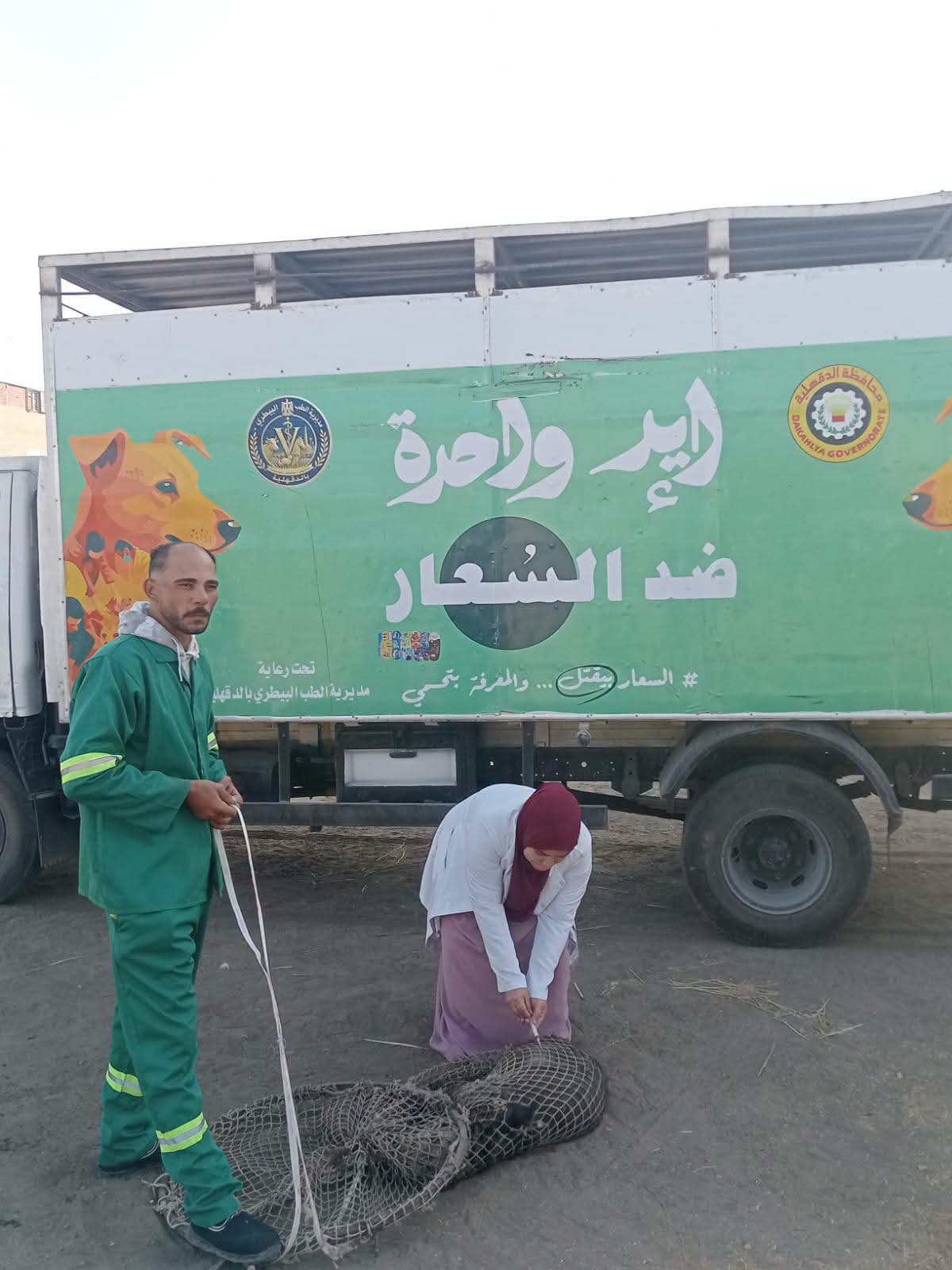 محافظة الدقهلية تُكثّف حملات التعامل مع الكلاب الضالة استجابةً لشكاوى الأهالي بمركز المنصورة